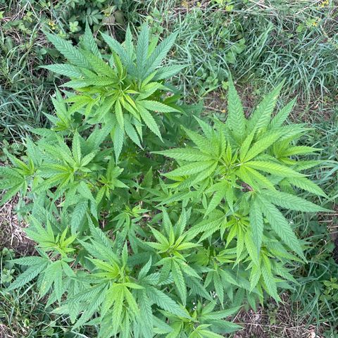 Gorilla #2 growlog timeline photo