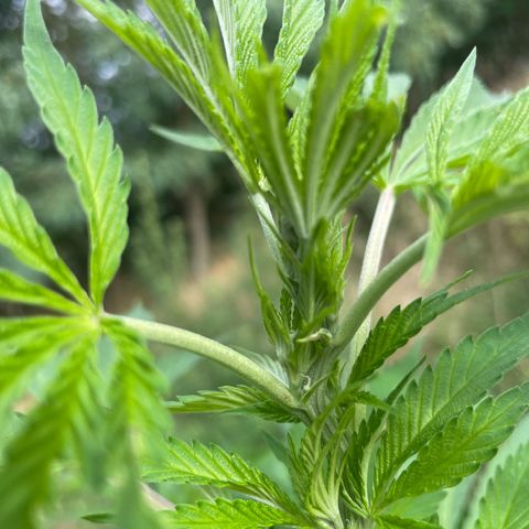 Gorilla #1 growlog timeline photo