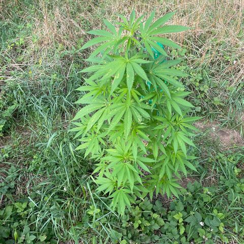 Gorilla Kreuz growlog timeline photo