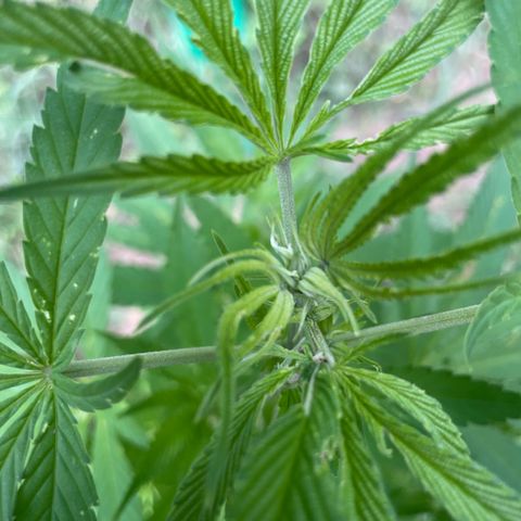 Gorilla Kreuz growlog timeline photo