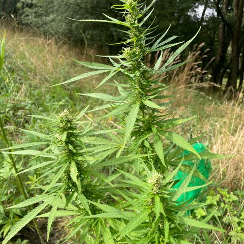 Bauernkraut  growlog timeline photo