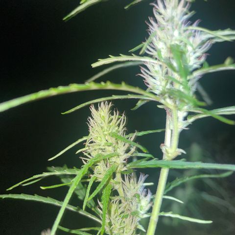 Lemon o grape growlog timeline photo
