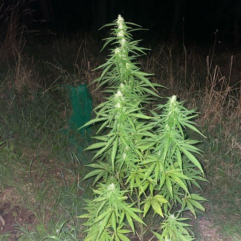 Bauernkraut  growlog timeline photo