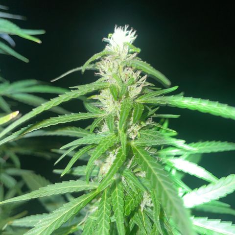 Bauernkraut  growlog timeline photo