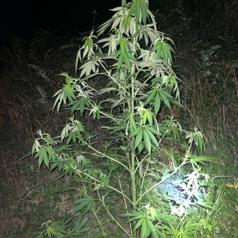 Gorilla #1 growlog timeline photo