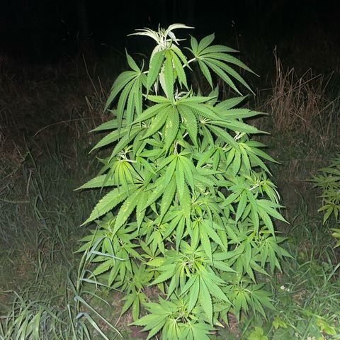 Gorilla Kreuz growlog timeline photo
