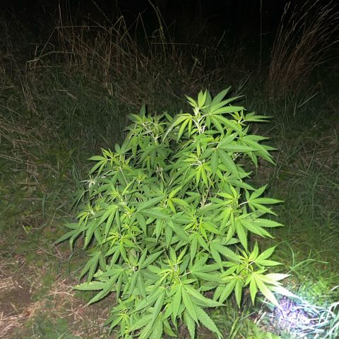 Gorilla #2 growlog timeline photo