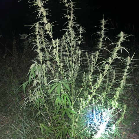 3??? growlog timeline photo