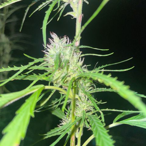 3??? growlog timeline photo