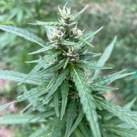 Bauernkraut  growlog timeline photo