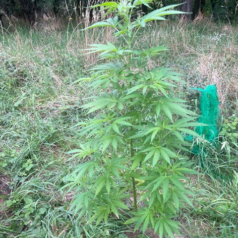 Gorilla Kreuz growlog timeline photo