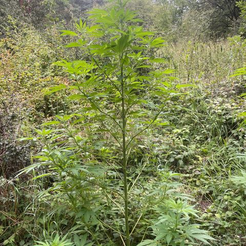 Gorilla #1 growlog timeline photo