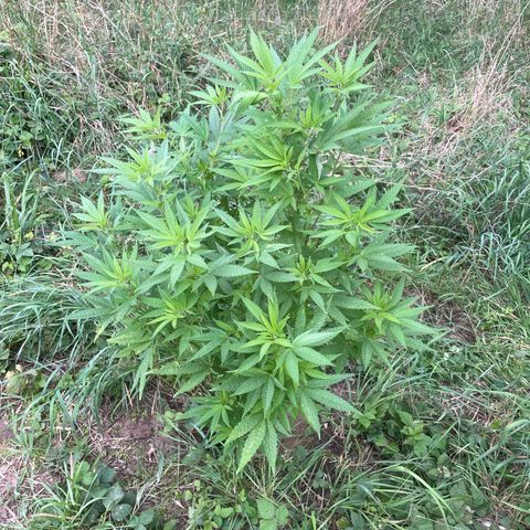 Gorilla #2 growlog timeline photo