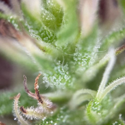 3??? growlog timeline photo