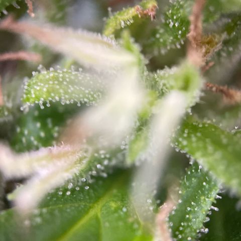 Bauernkraut  growlog timeline photo