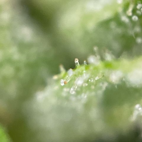 Bauernkraut  growlog timeline photo
