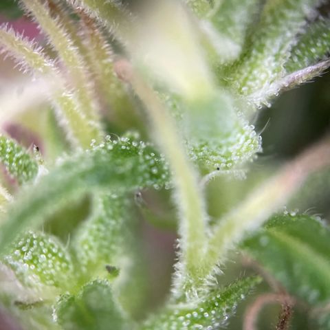 Lemon o grape growlog timeline photo
