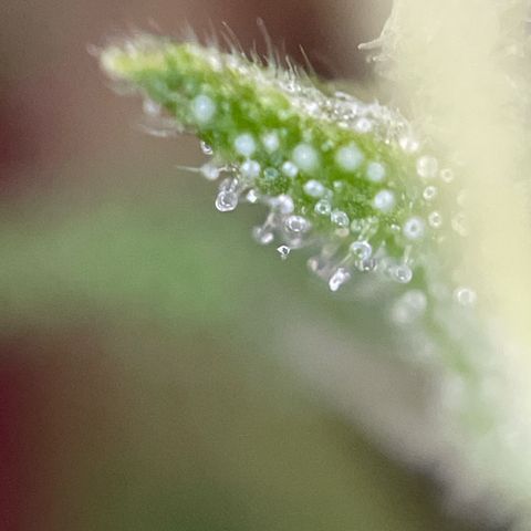 Lemon o grape growlog timeline photo