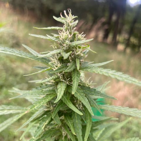 Bauernkraut  growlog timeline photo