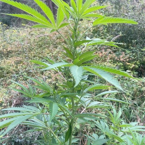 Gorilla #1 growlog timeline photo