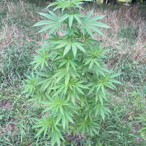 Gorilla Kreuz growlog timeline photo