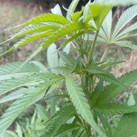 Gorilla Kreuz growlog timeline photo