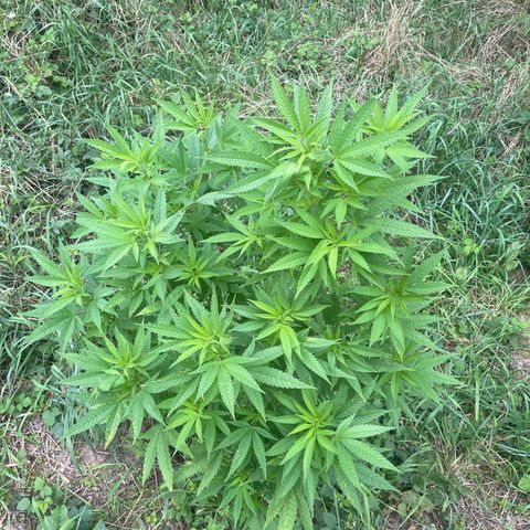 Gorilla #2 growlog timeline photo
