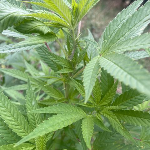 Gorilla #2 growlog timeline photo