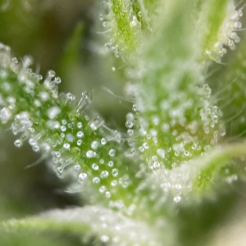 3??? growlog timeline photo