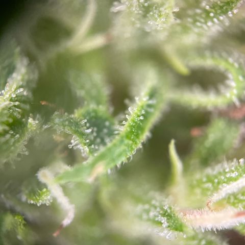 3??? growlog timeline photo