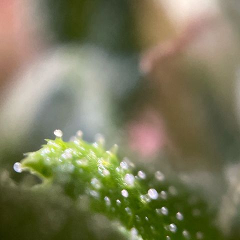 Bauernkraut  growlog timeline photo