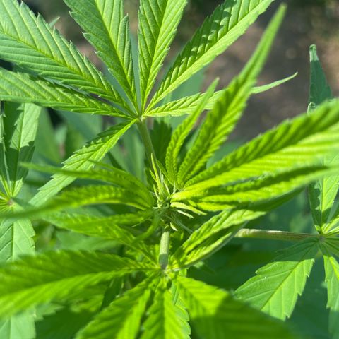 Gorilla Kreuz growlog timeline photo