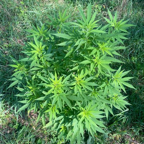 Gorilla #2 growlog timeline photo