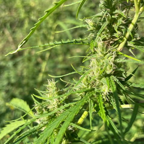 3??? growlog timeline photo