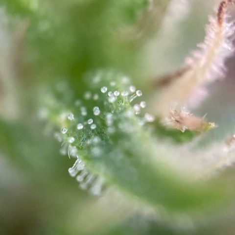 3??? growlog timeline photo