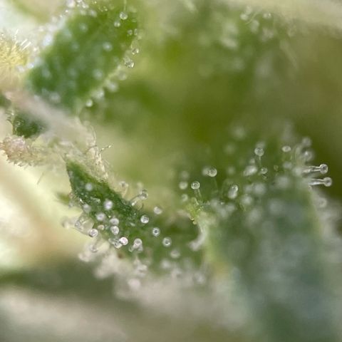 3??? growlog timeline photo