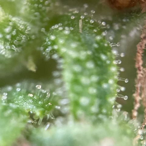 Bauernkraut  growlog timeline photo