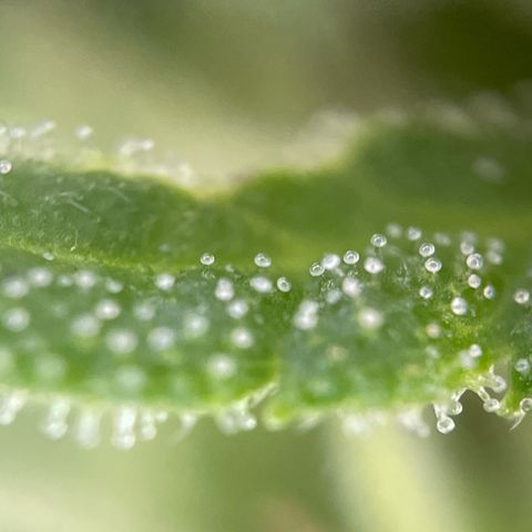 Bauernkraut  growlog timeline photo