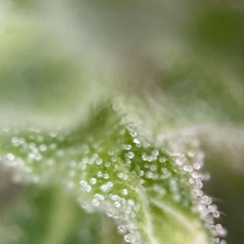 Lemon o grape growlog timeline photo