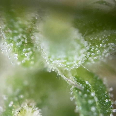 Lemon o grape growlog timeline photo