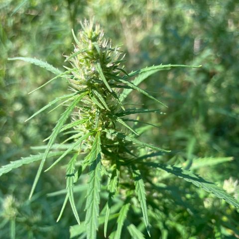 Lemon o grape growlog timeline photo