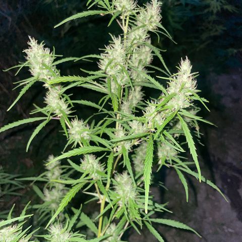 Lemon o grape growlog timeline photo