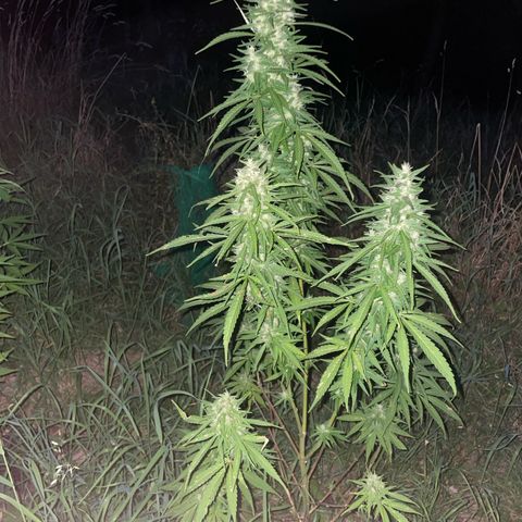 Bauernkraut  growlog timeline photo