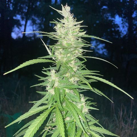 Bauernkraut  growlog timeline photo