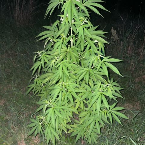 Gorilla Kreuz growlog timeline photo