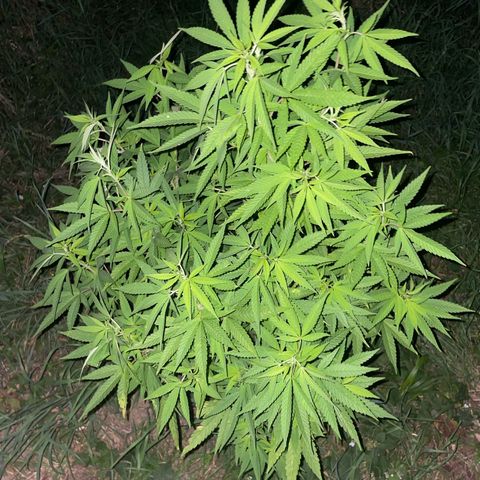 Gorilla #2 growlog timeline photo