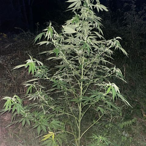 Gorilla #1 growlog timeline photo