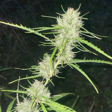 3??? growlog timeline photo