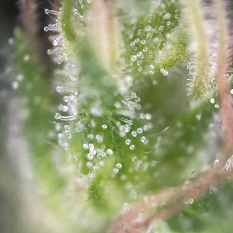3??? growlog timeline photo