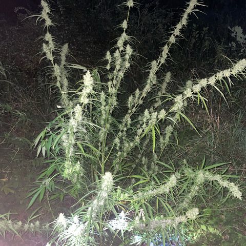 3??? growlog timeline photo